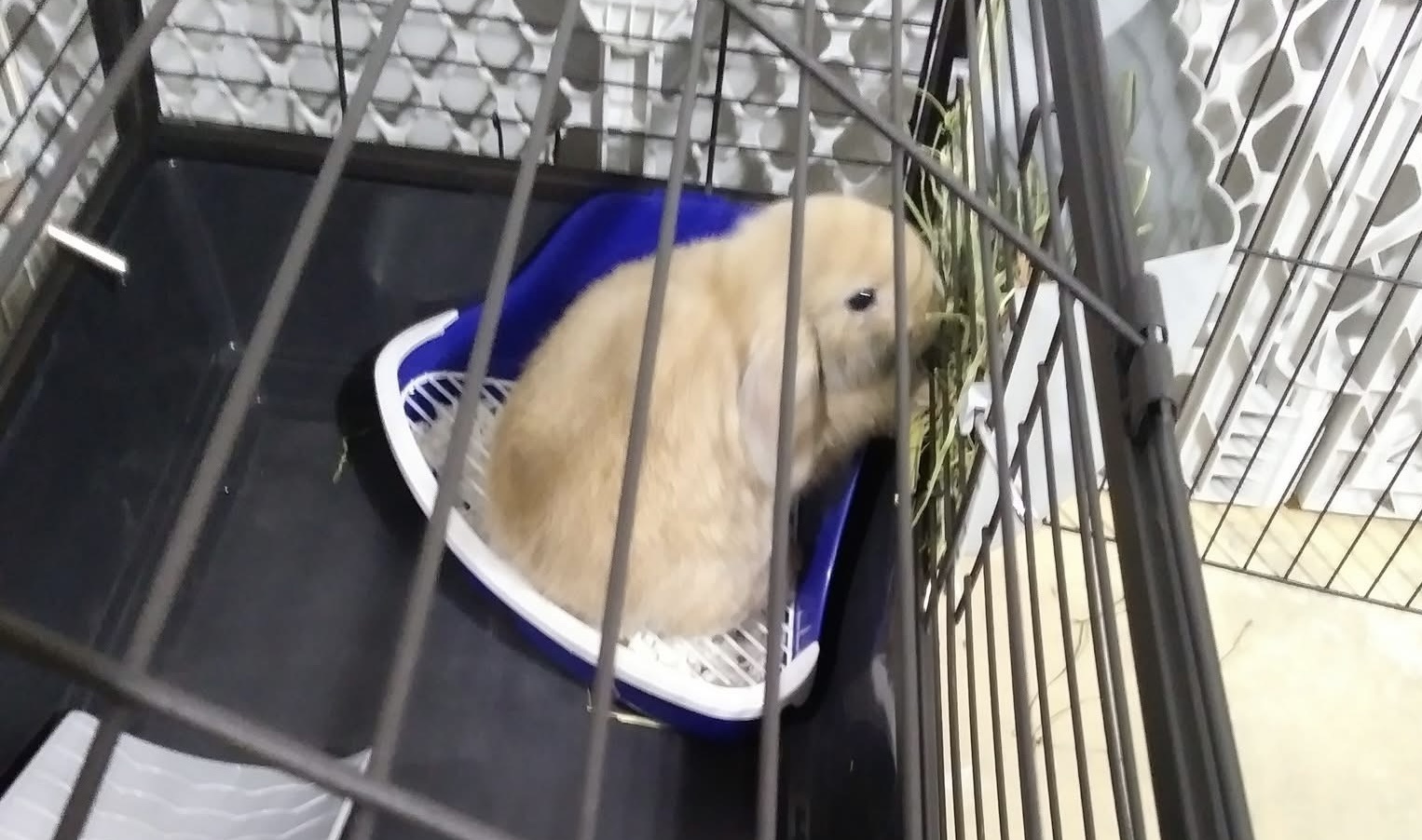 Jamie Garibaldi Rabbit Holland Lop Rabbits for Adoption in Maryland, Virginia & DC | Annie's ...