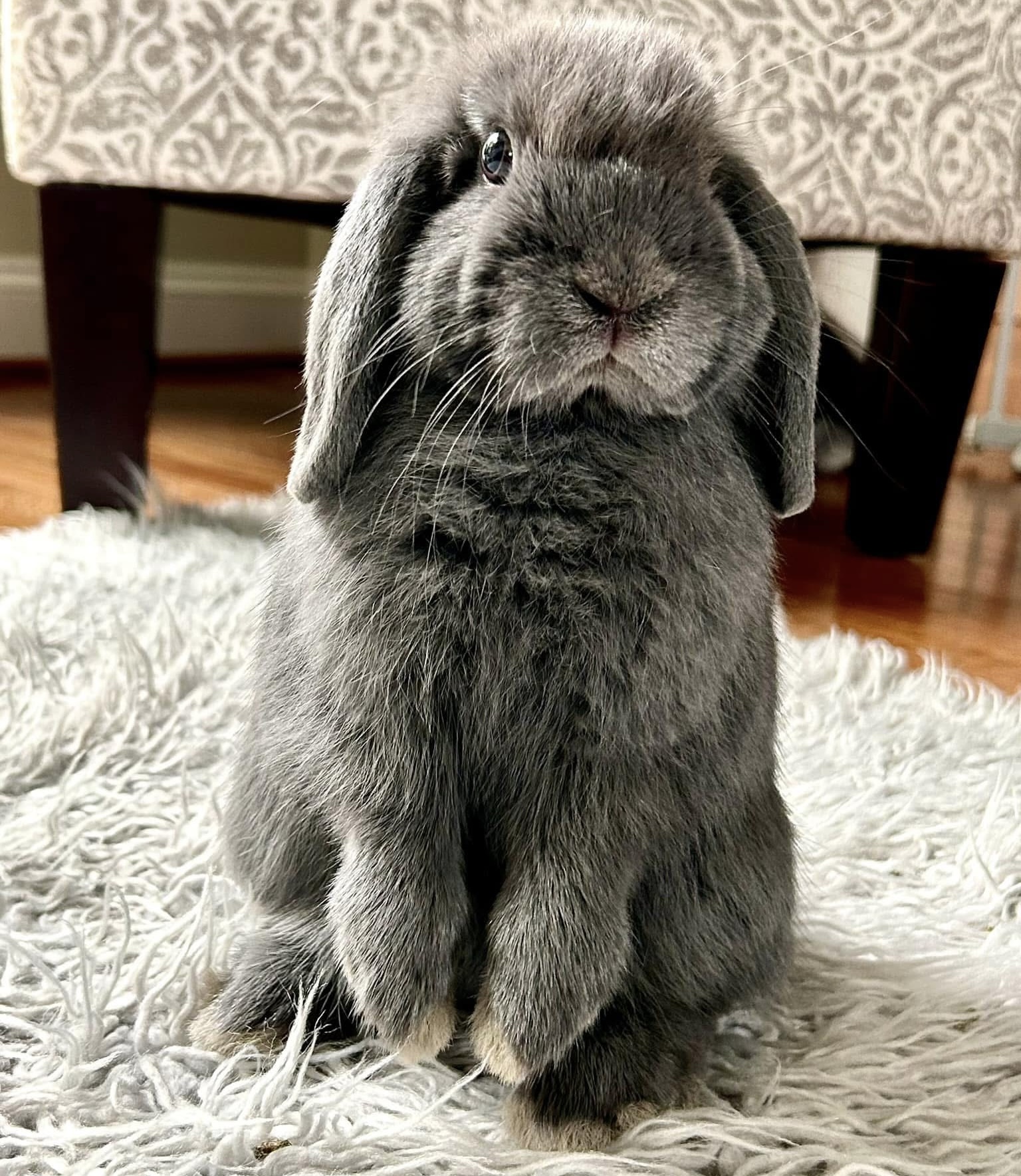 Kelly Rabbit Holland Lop Rabbits for Adoption in Maryland, Virginia & DC | Annie's ...